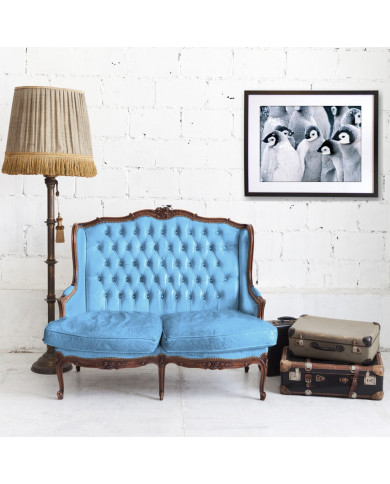 Pingüinos emperador bebés