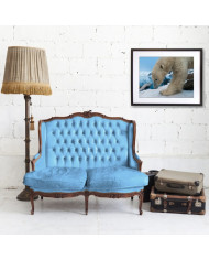 Oso polar,Antártida