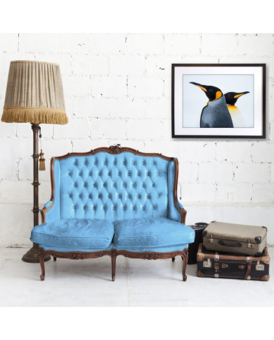 King Penguin Couple in love