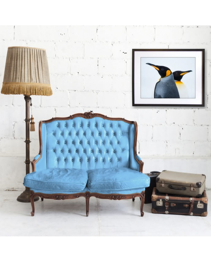 King Penguin Couple in love