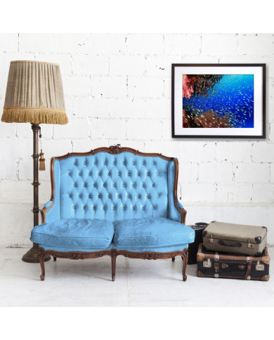 Coral, Caribe Coral, Caribe