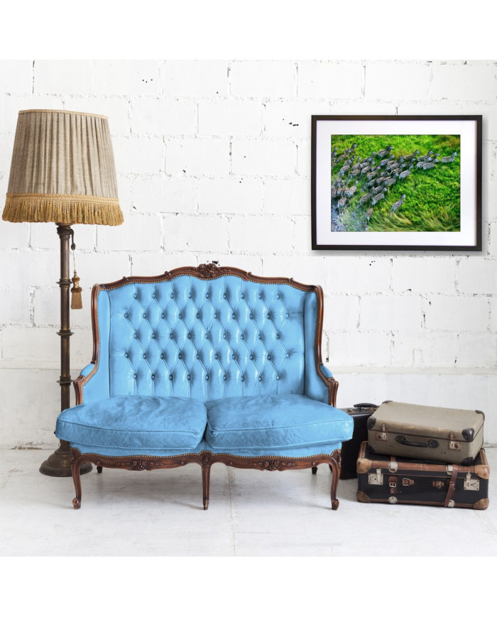 Grupo de zebras atravesando el  Parque Nacional de Nxai Pan, Botsuana