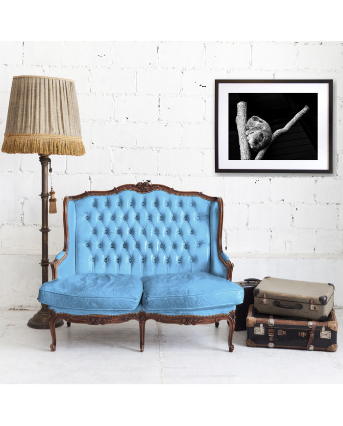 Koala, Queensland, Australia