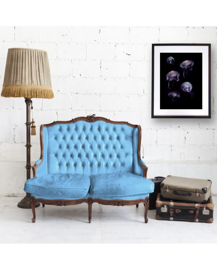 Composición de 5 medusas del Mediterráneo