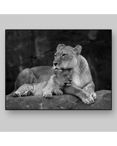 Leona con su cachorro, Parque Nacional Masai Mara, Kenia Leona con su cachorro, Parque Nacional Masai Mara, Kenia
