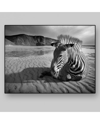 African zebra, Kruger National Park, South Africa