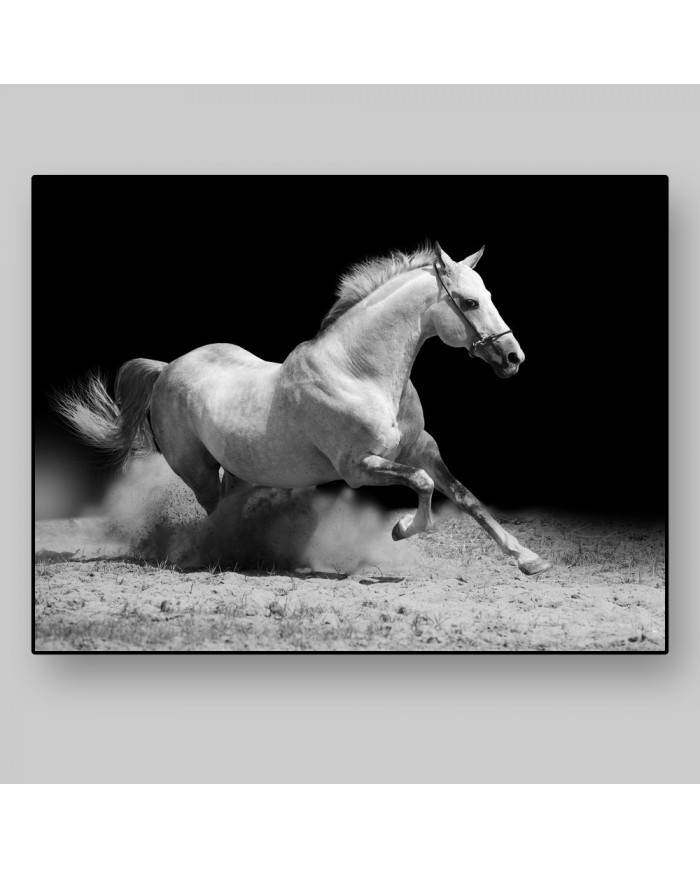 Caballo blanco cabalgando