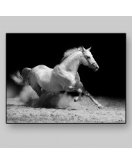 Caballo blanco cabalgando