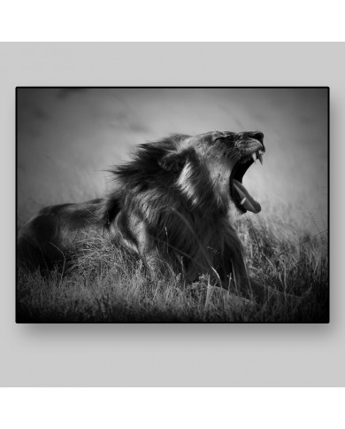 Lion Roar, National Volcano National Park, Rwanda