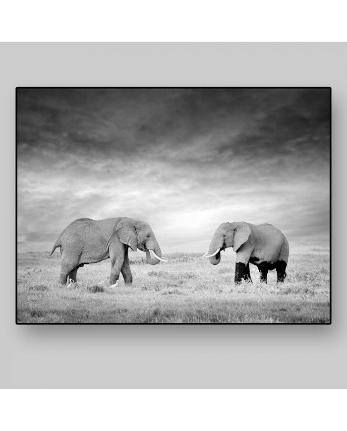 Elefante, Parque Nacional Serengueti, Tanzania