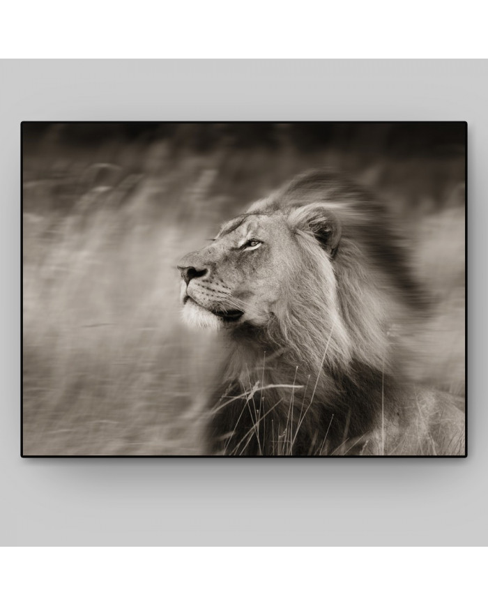 Un león difrutando del viento,Parque Nacional Serengueti,
