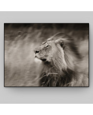 Un león difrutando del viento,Parque Nacional Serengueti,