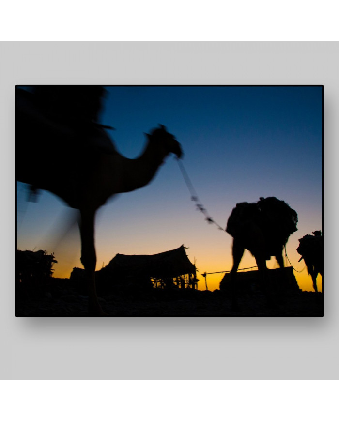 Camellos por el desierto de Marrakech,Marruecos