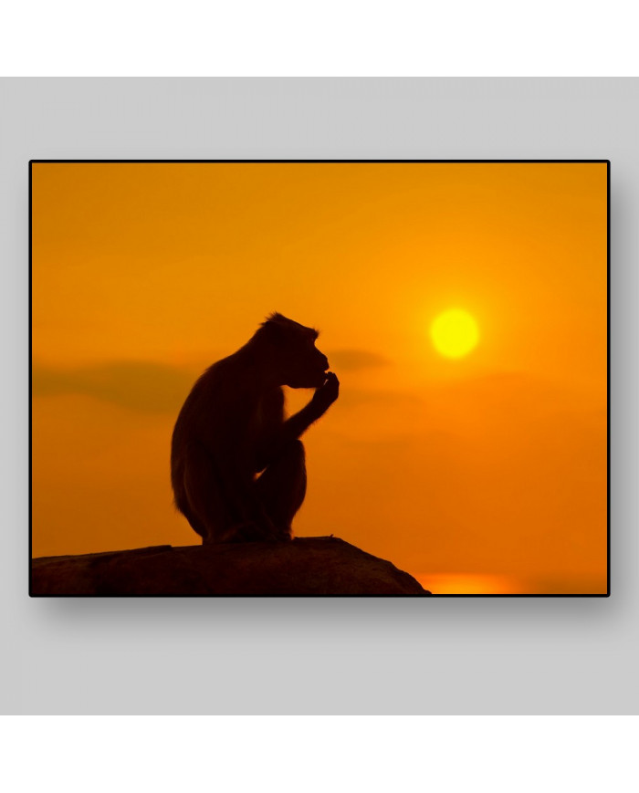Mono al atardecer,Parque Nacional Serengueti,Tanzania