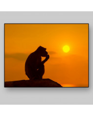 Mono al atardecer,Parque Nacional Serengueti,Tanzania