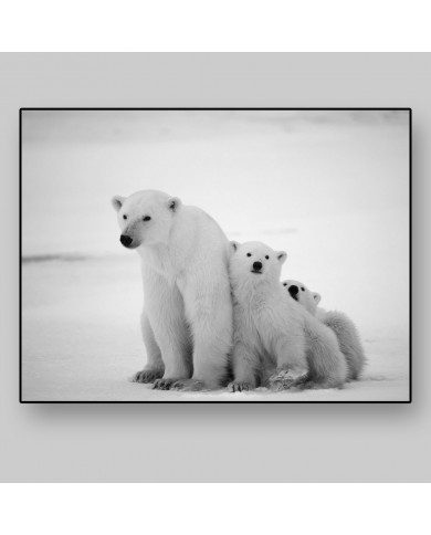 Polar bears, Canada