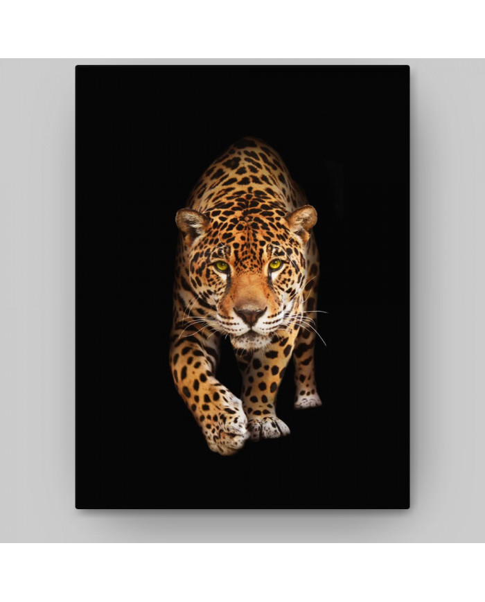 Retrato de un jaguar, Costa Rica