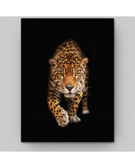 Retrato de un jaguar, Costa Rica