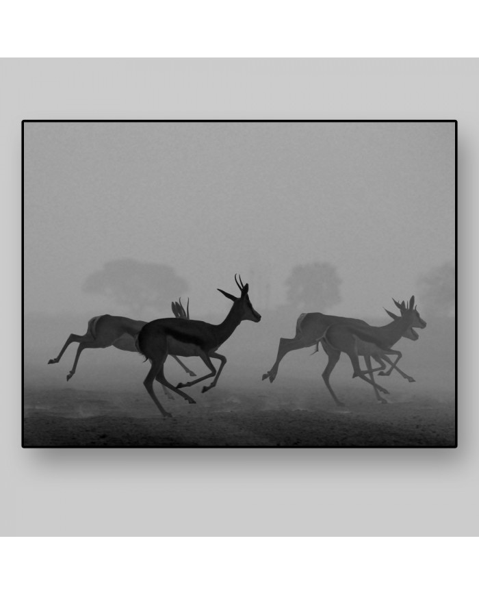 Antílopes en estampida,Kruger National Park,Sudáfrica
