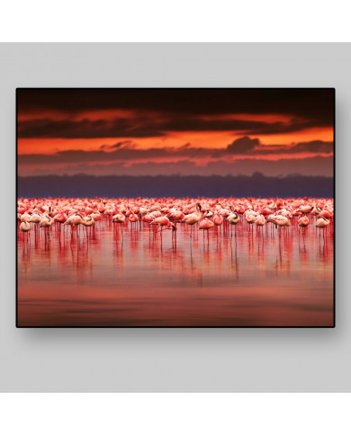 Flamingos on Lake Nakuru National Park, Kenya
