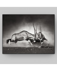 Lucha de antílopes en la sabana, Parque Nacional Etosha, Namibia