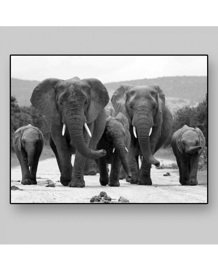 Manada de elefantes, parque nacional Kruger, SudÁfrica