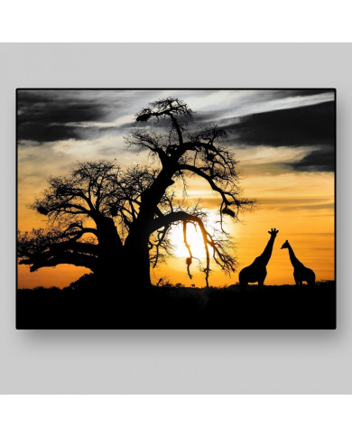 African savannah with baobab and giraffes
