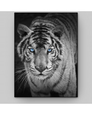 Mirada penetrante del tigre blanco, India