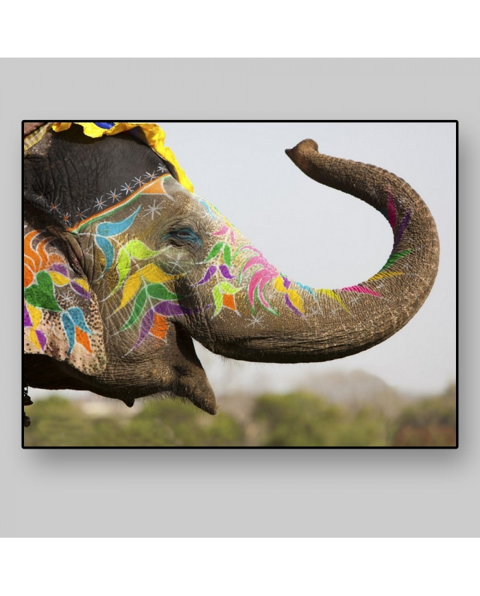 Elefante en el festival de Jaipur, India