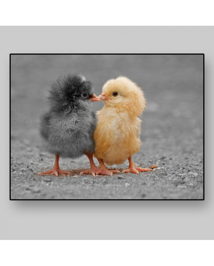 El beso de los pollitos