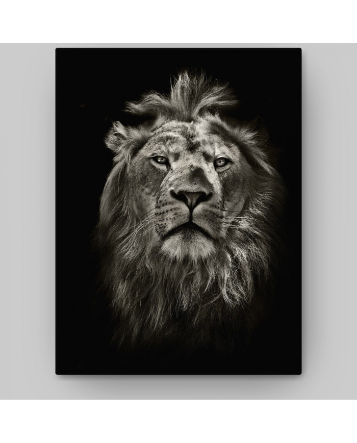 Retrato del león, Parque Nacional Masai Mara, Tanzania