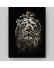 Retrato del león, Parque Nacional Masai Mara, Tanzania