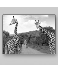 Jirafas, parque nacional Kruger, SudÁfrica