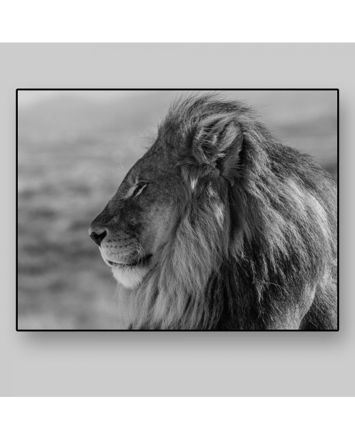 León majestuoso, Parque Nacional Kruger, SudÁfrica