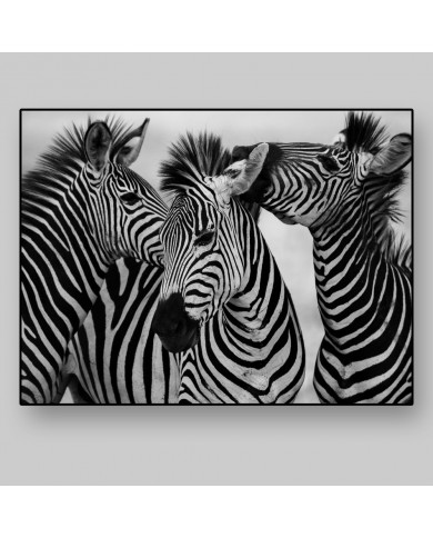 Cebras africanas Cebras africanas
