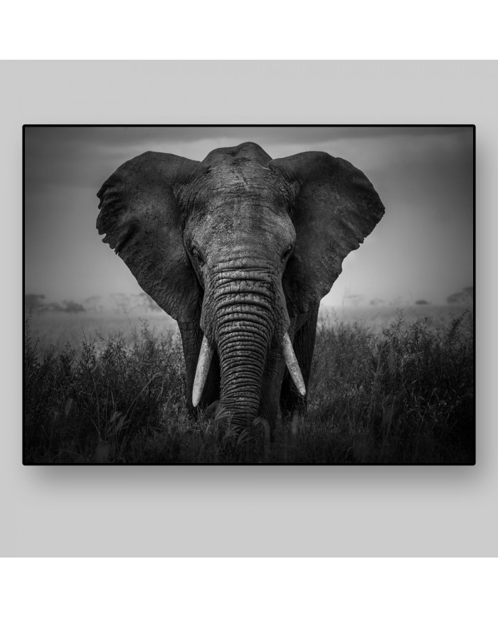 Elefante, Parque Nacional Serengueti, Tanzania