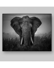 Elefante, Parque Nacional Serengueti, Tanzania