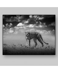 Cheetah, Parque Nacional Masai Mara, Tanzania