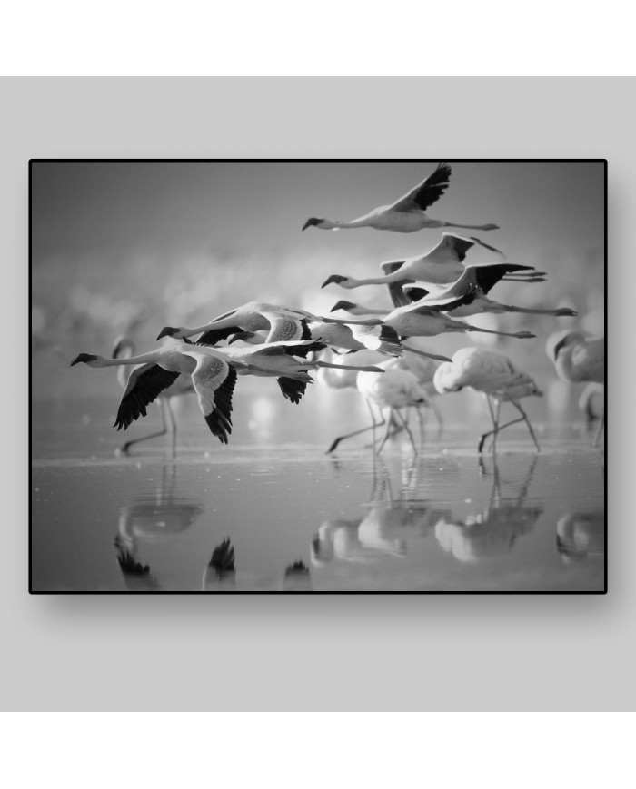 Bandada de flamencos enanos, Parque Nacional Nakuru, Kenia