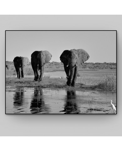 Elephant Path, Botswana, Africa