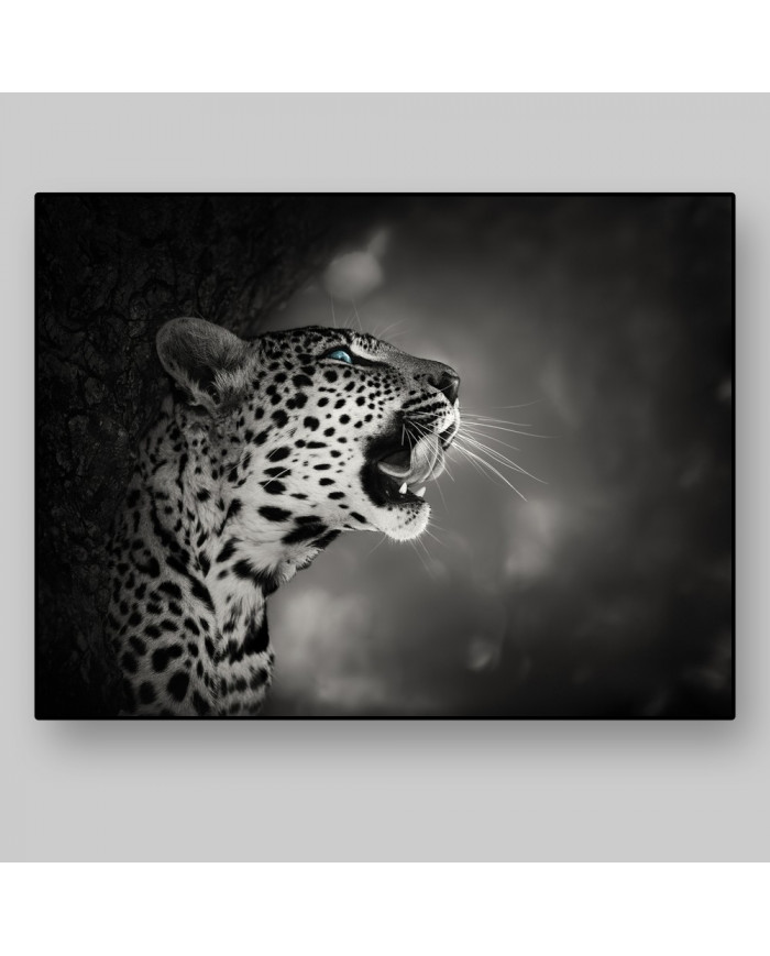 Leopardo, parque nacional Kruger, SudÁfrica