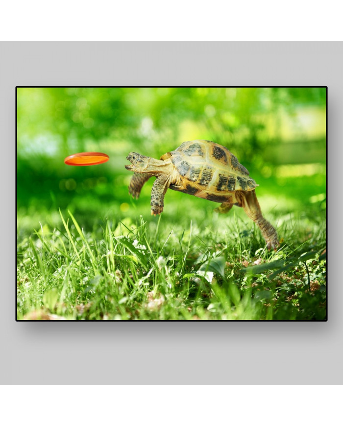 Salto de toruga para coger su frisbee