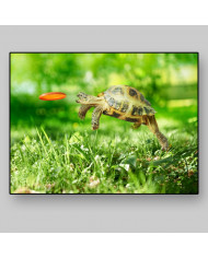 Salto de toruga para coger su frisbee