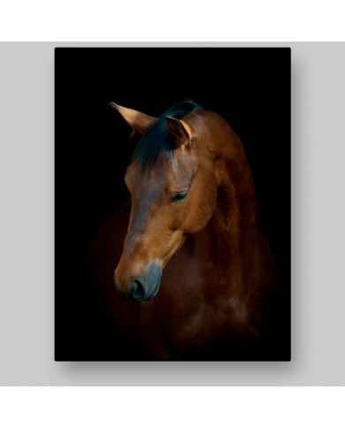 Retrato de caballo Retrato de caballo