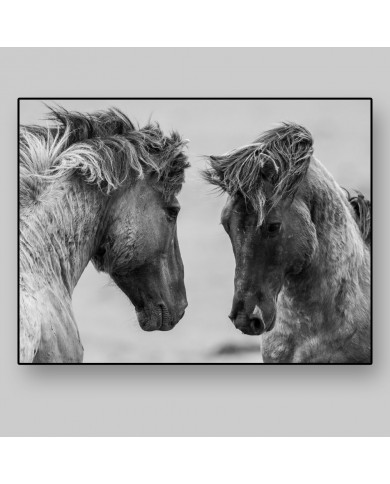 Caballos en lucha Caballos en lucha