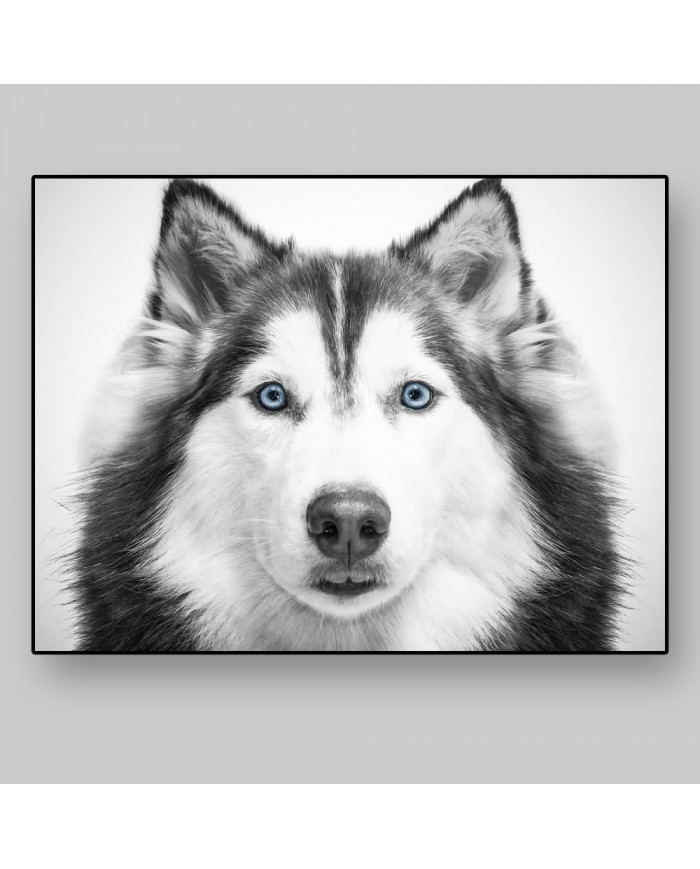 Husky siberiano