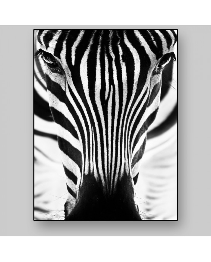 Retrato de un cebra, Parque Nacional Serengueti, Tanzania