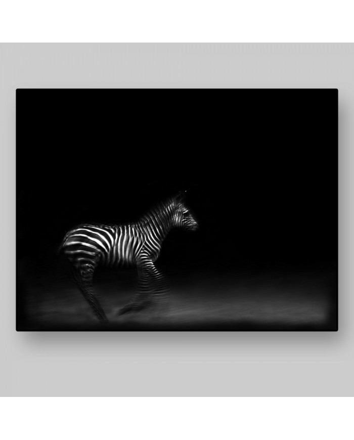 Cebra del Parque Nacional de Ngorongoro,Tanzania