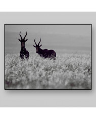 Antílopes, Golden Gate National Park, South Africa
