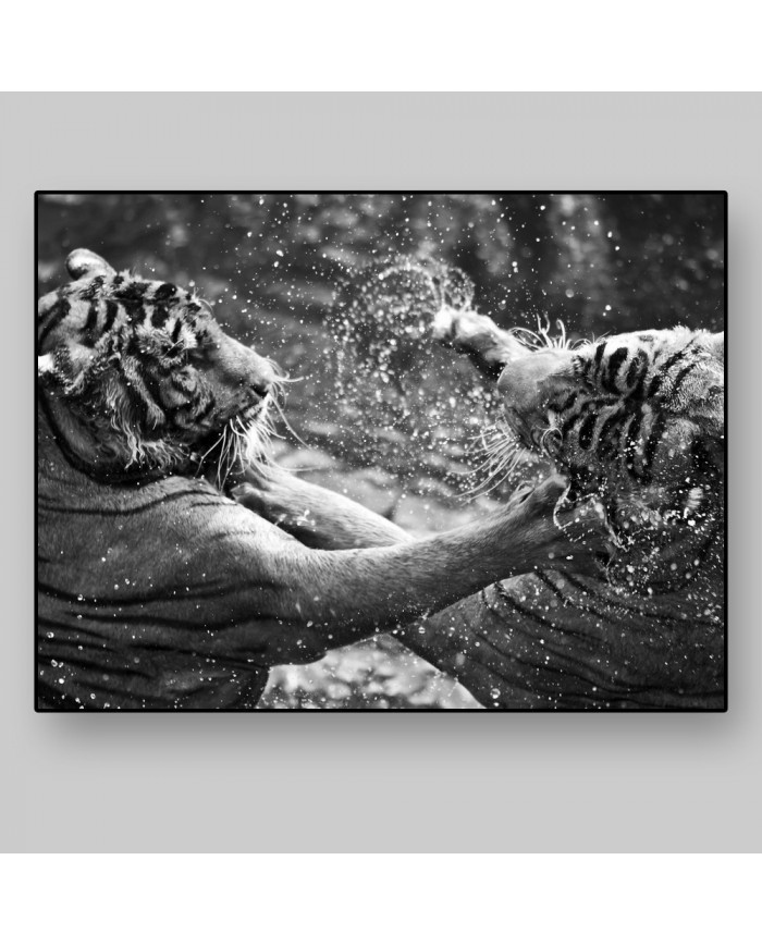 Tigres jugando en el agua